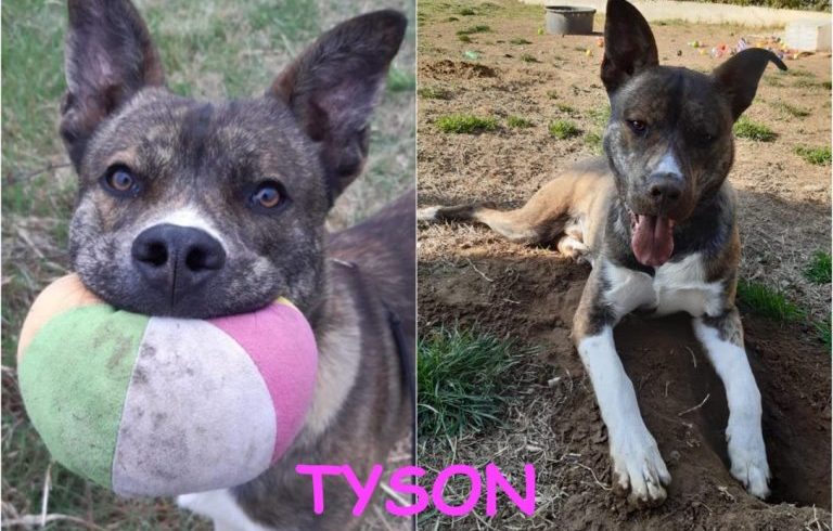 Tyson