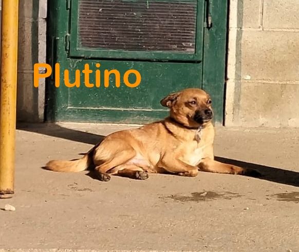 Plutino