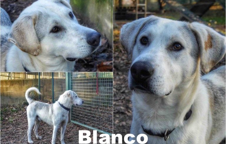 Blanco