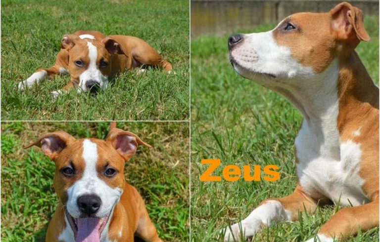 Zeus