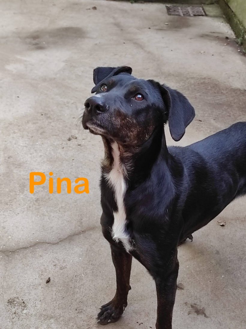 Pina