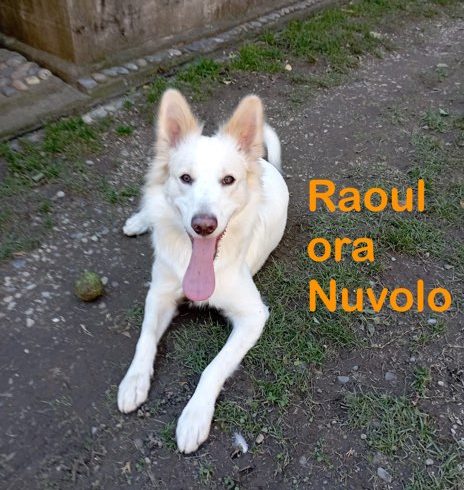 Raoul ora Nuvolo