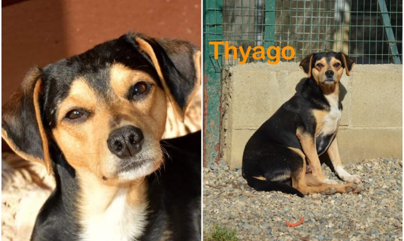 Thyago