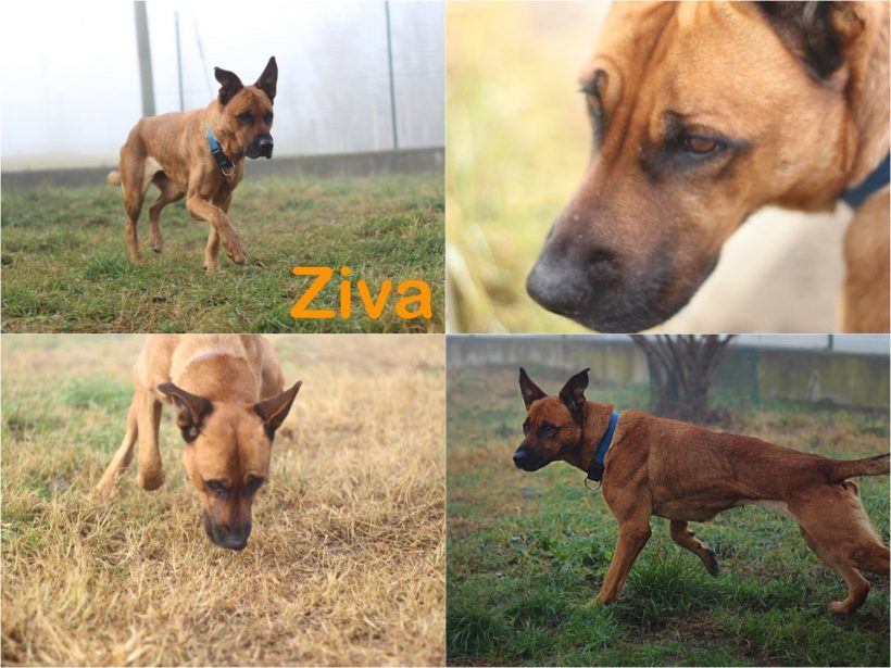 Ziva