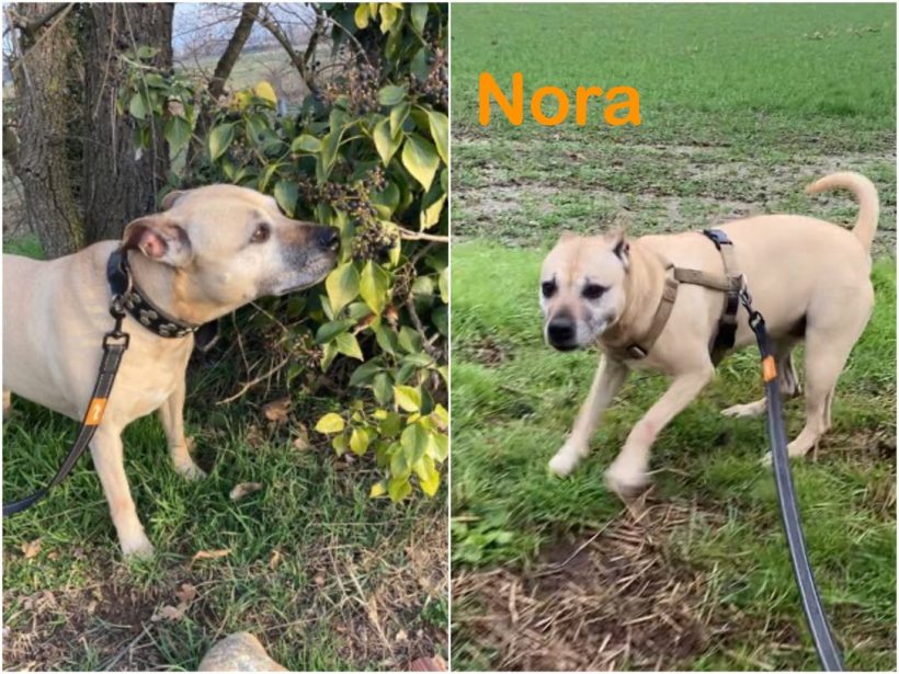 Nora