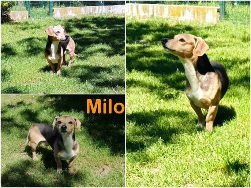 Milo